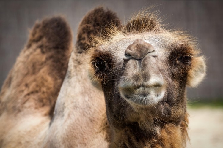 Camel's face
