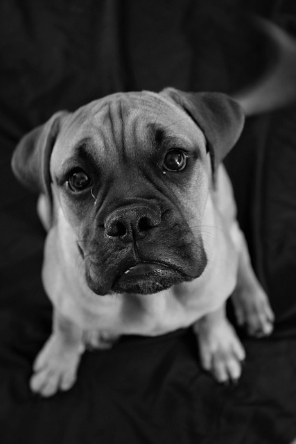 Black and white image of sad dog to illustrate how I felt on my first day living the dream