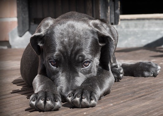 pet-423398_640 (1).jpg