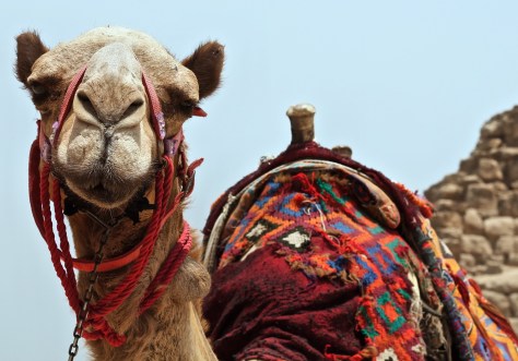 roxanne-desgagnes-287104 (2)