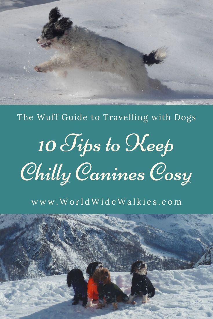 Keep Chilly Canines Cosy Pin