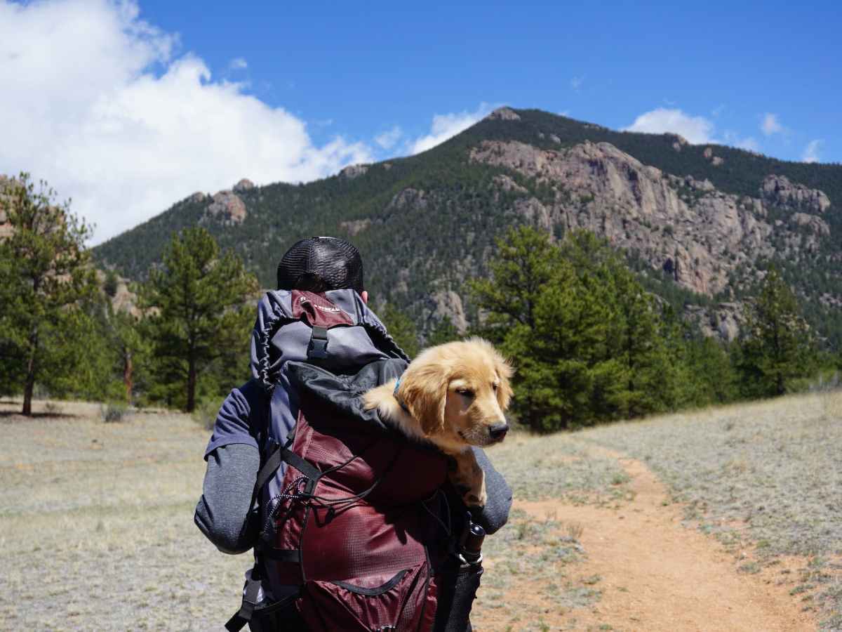 The Wuff Guide to Travelling with&nbsp;Dogs