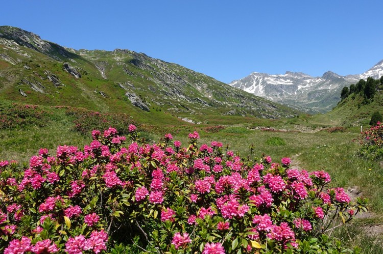 Alpine roses with mountains in the background