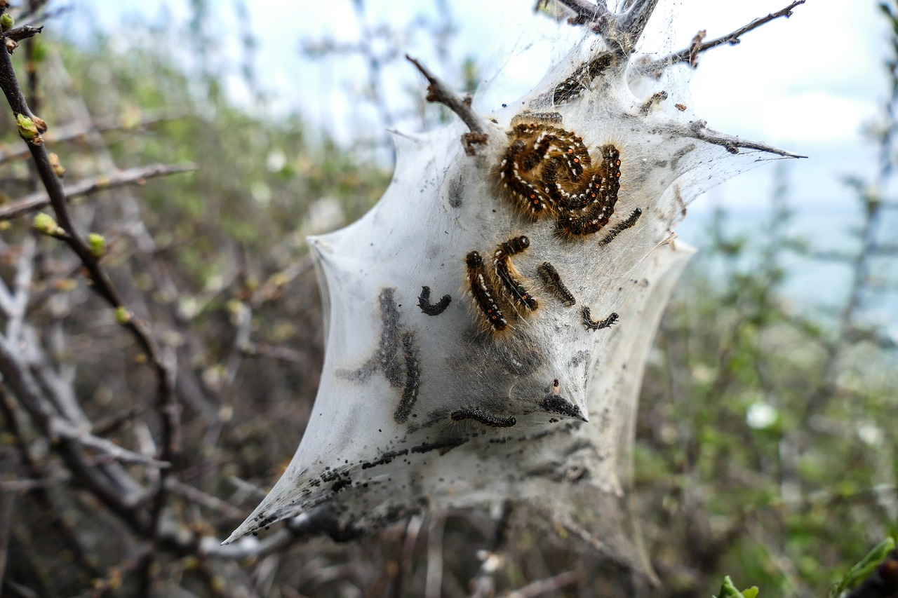 Processionary caterpillar nest