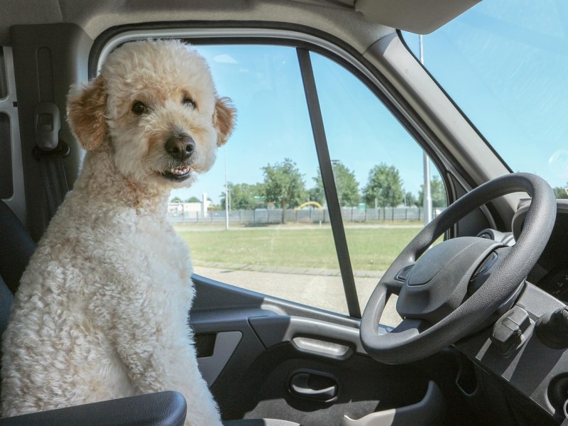 Driving with Dogs; 10 Tips for Happy&nbsp;Hounds