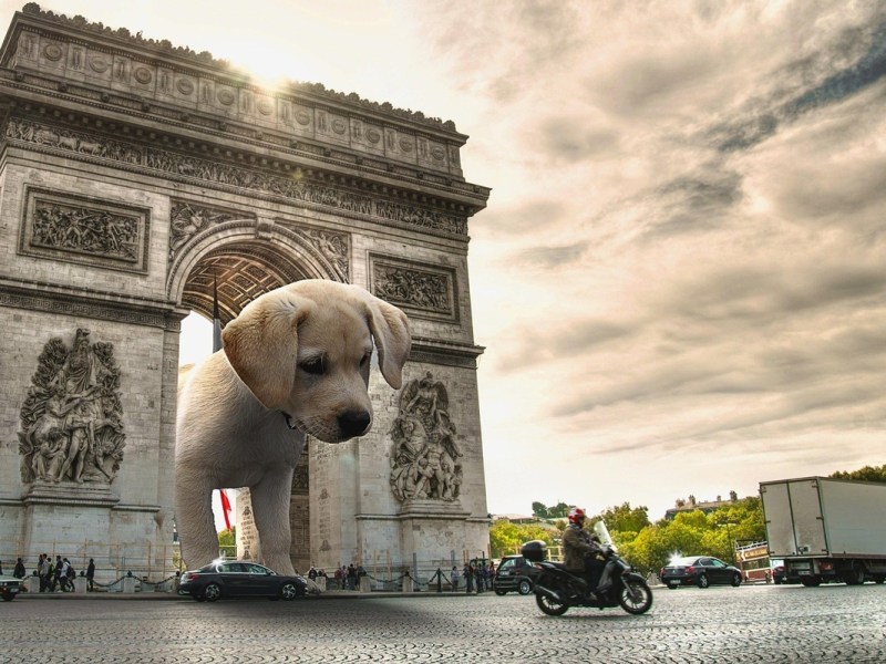 10 Things you Need to Know About Taking your Dog to&nbsp;France!
