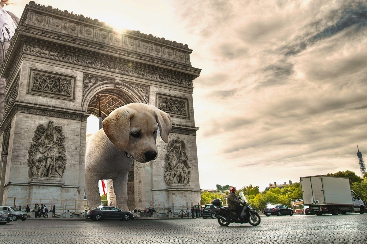 Supersized dog peeking throuh the Arc De Triomph to illustrate taking a dog to France