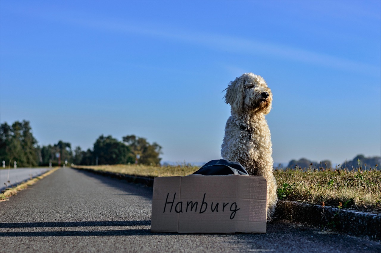 Labradoodle dog sitting at the roadside with a sign for Hamburg, hitchiking