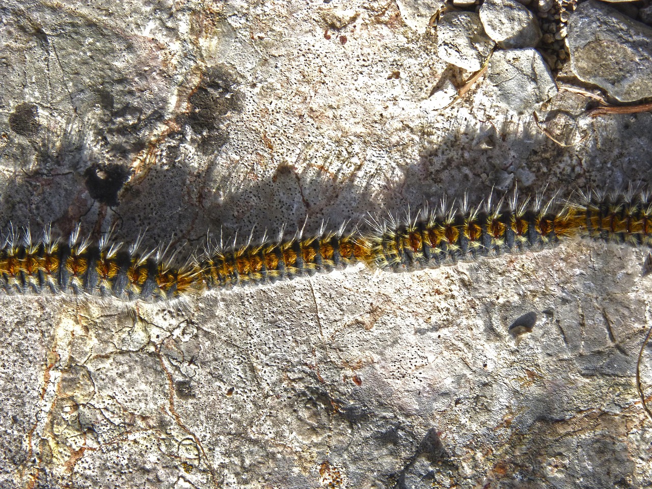 A line of pine precessionalry caterpillars