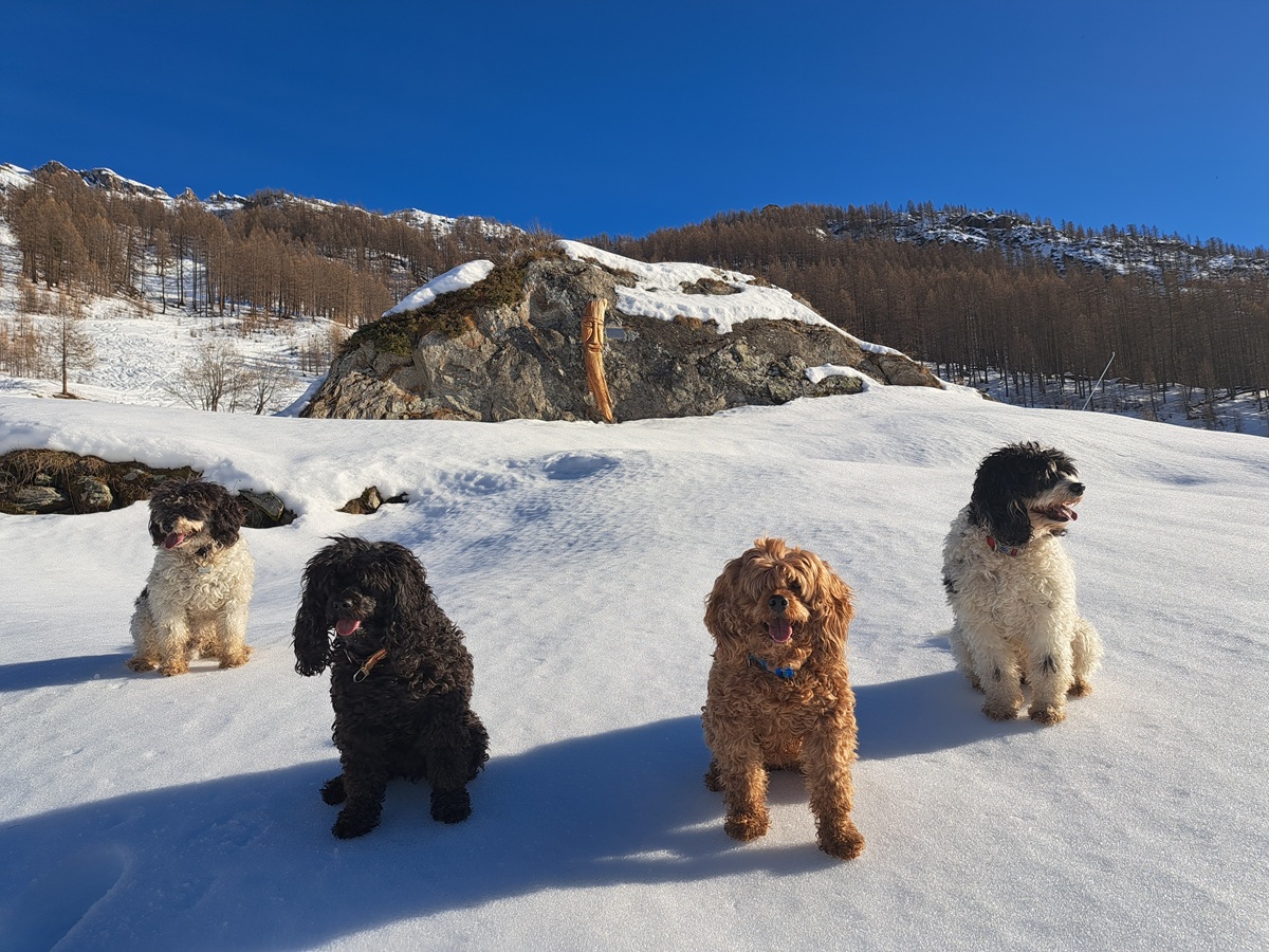 Jacqueline Lamberts dogs on snow in front of a carved wooden grotesque face in a tree trunk in the snow in Monte Rosa, Italy