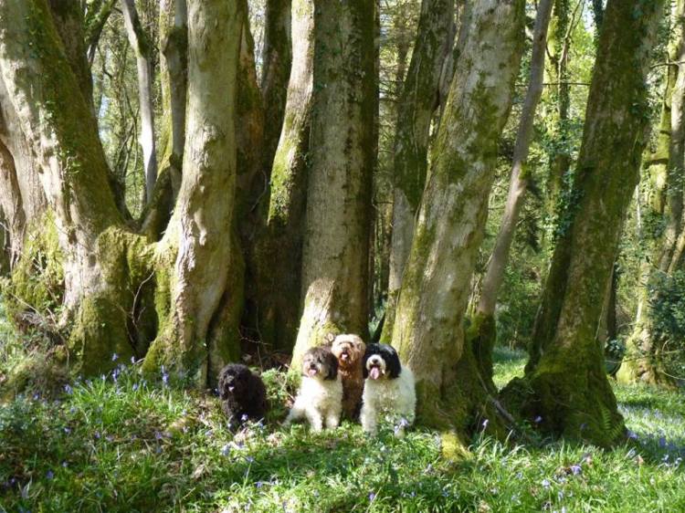 17522992_10210250886563484_4910421427905451701_n