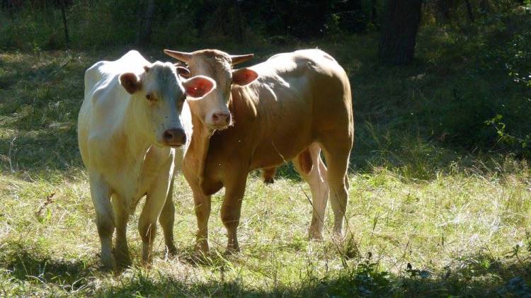 20157348_10211103259352271_6889618520480042274_o