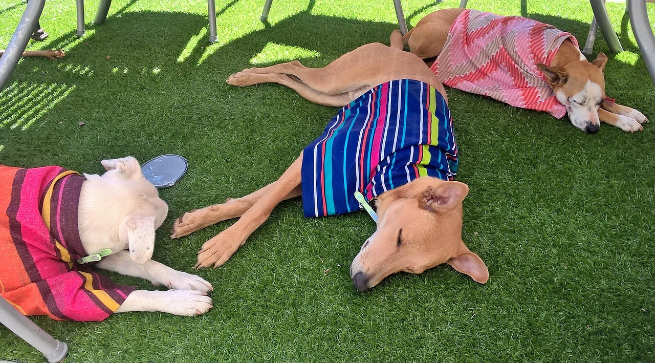 Dogs under blankets resting in the heat