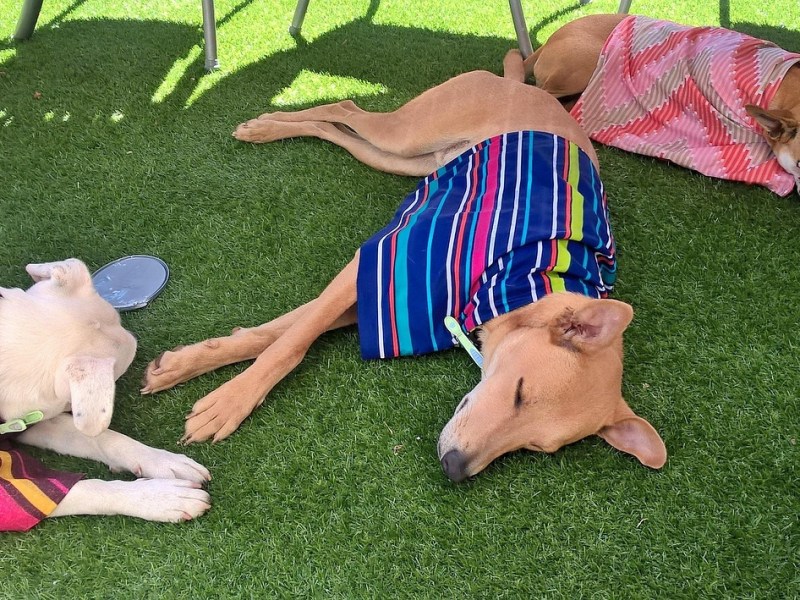 10 Tips To Keep Hot Dogs Cool In The&nbsp;Heat