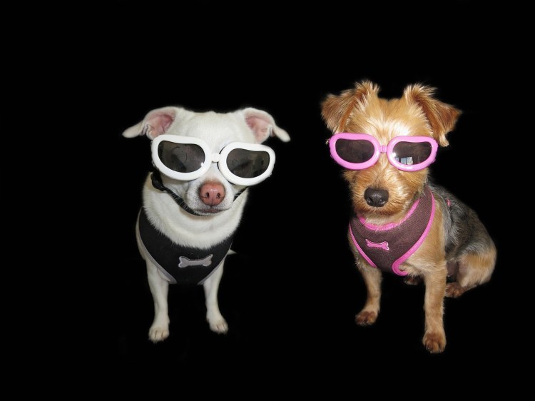 Cute dogs wearing sunglasses