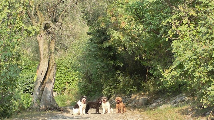 S1490028 4000 year old road.JPG