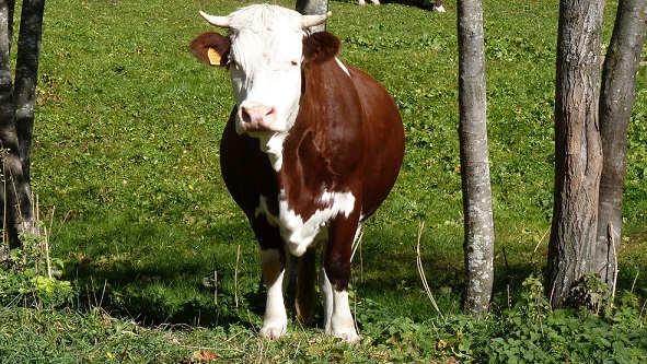 Queen_of_Cows