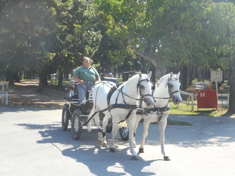 lipizzan_carriage_horses