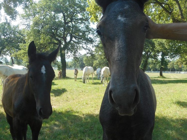 lipizzaner_foals