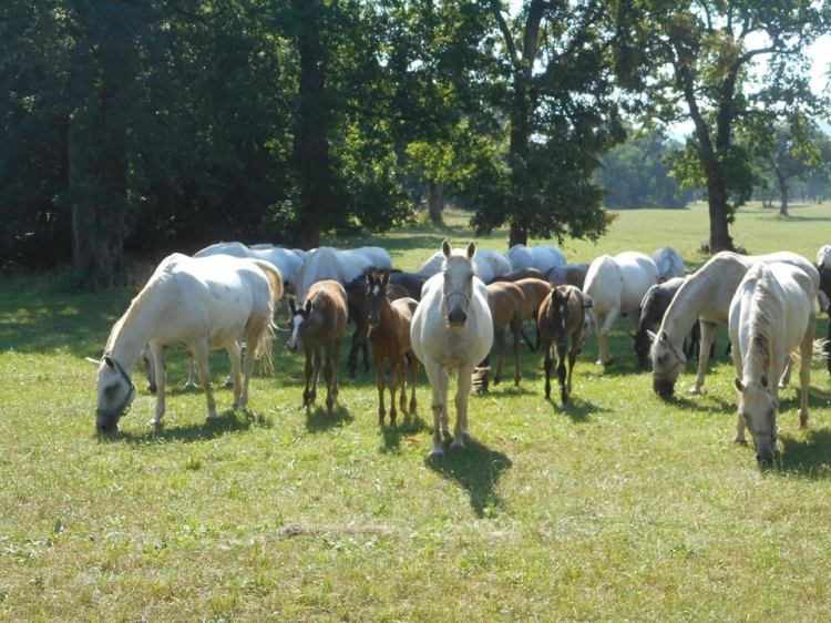 Lipizzaners_Lipica.jpg