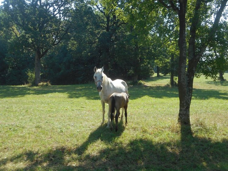 lippizan_mare_&amp;_foal