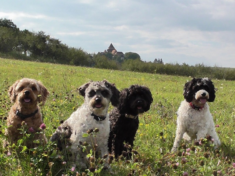 Are Cavapoos ‘The Perfect&nbsp;Dog’?