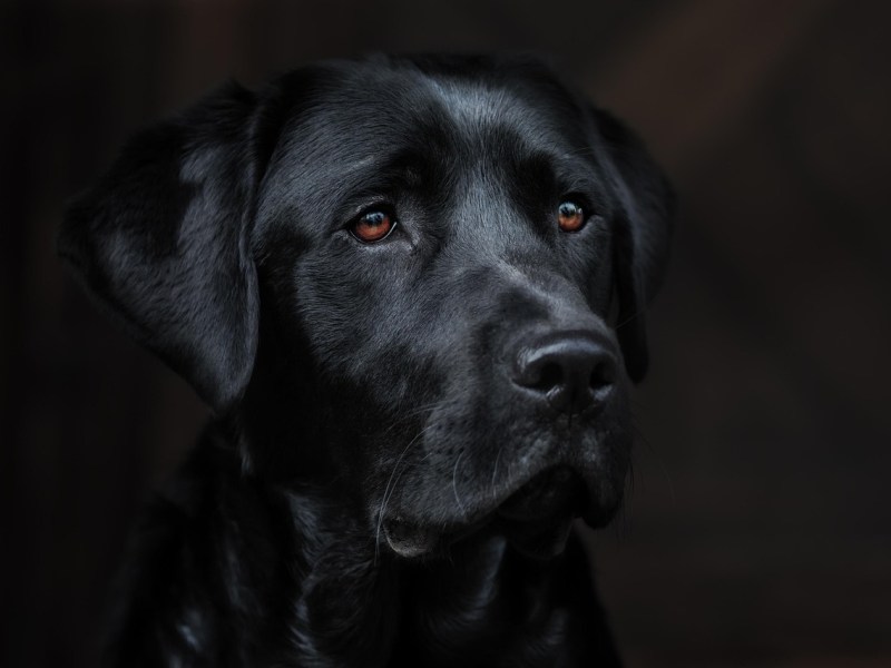 The Black Dog – Coping with Depression & A Midlife&nbsp;Crisis