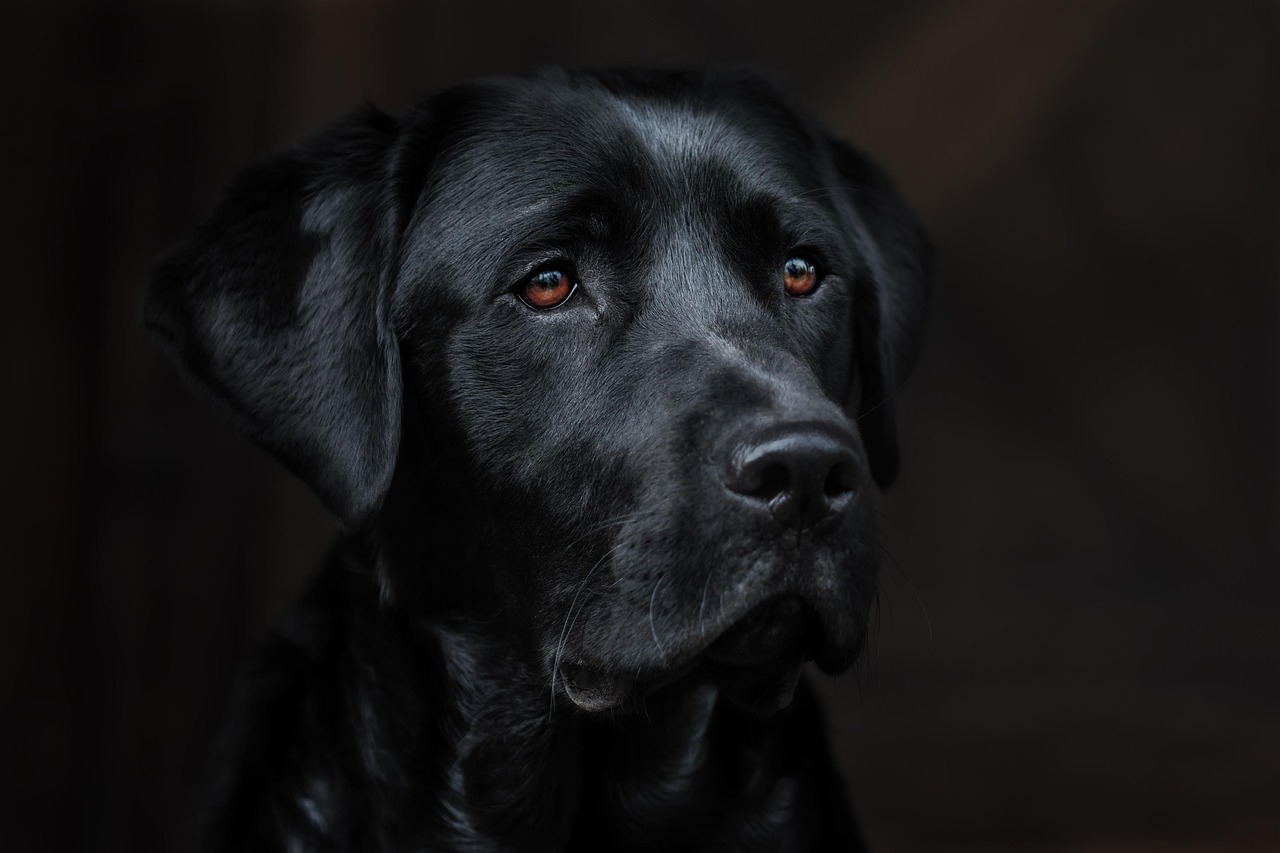 Black labrador's head against a black background to illustrate the black dog of depression