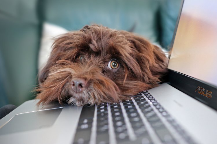 Cute dog with its head on a computer keyboard