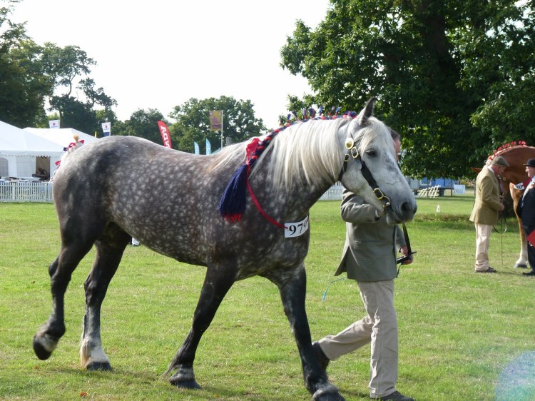 percheron_horse