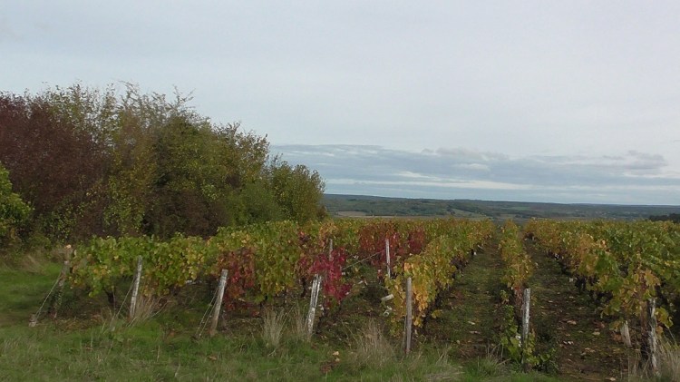 Bourgogne_vineyard