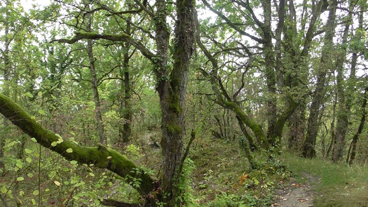 noyers_sur_serein (12)