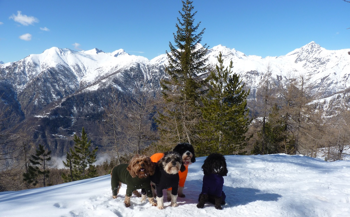 Four small dogs in brightly coloured fleece coats in the snow