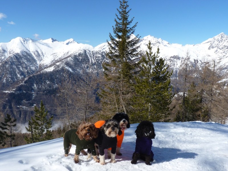 10 Best Doggie Coats for Every Situation UPDATED FOR&nbsp;2022