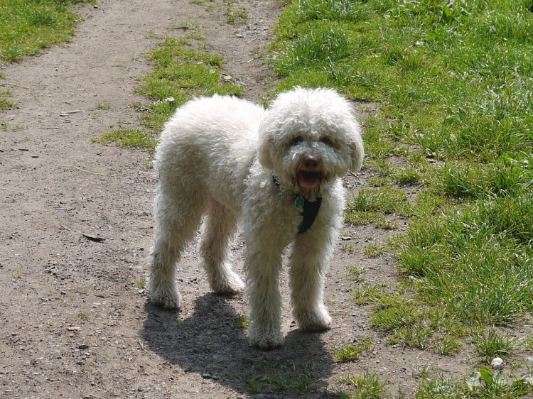 lagotto-653888_1920.jpg