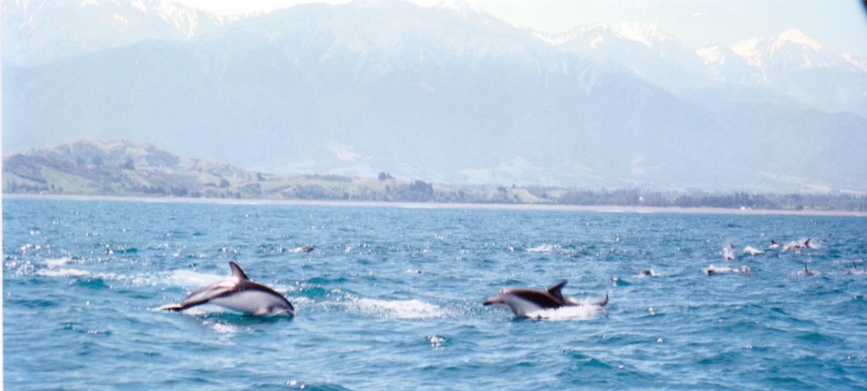 dusky_dolphins_kaikoura