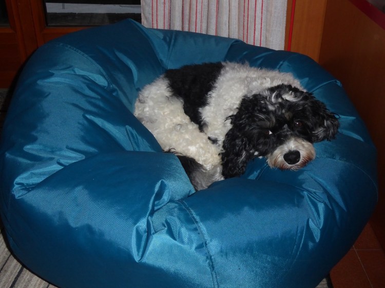 Overland_truck_rosie