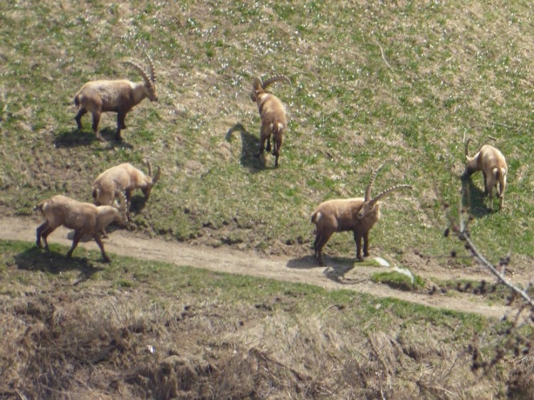 Alpine_ibex_footpath