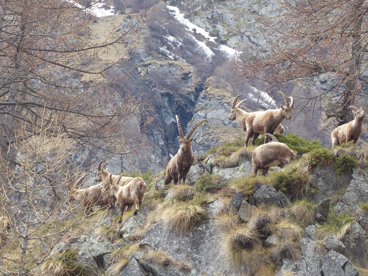 Alpine_ibex_monarch