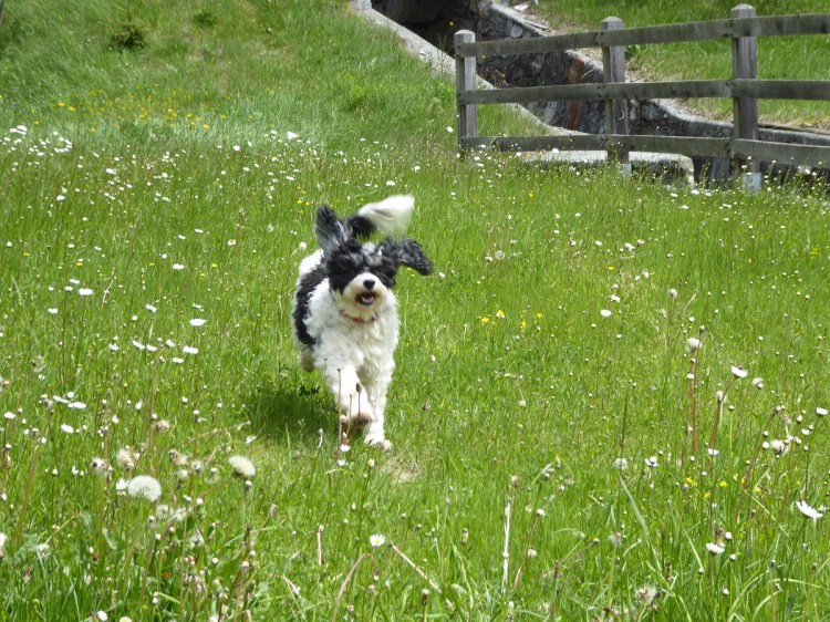 Dog_running_meadow