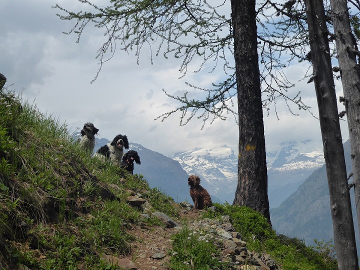 Dogs_monte_rosa (2)