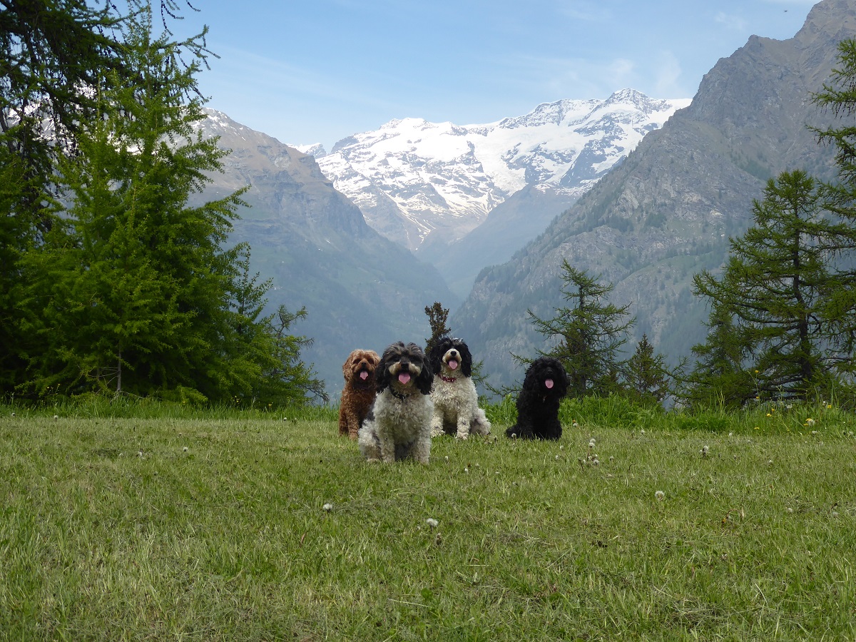 Dogs_Monte_Rosa