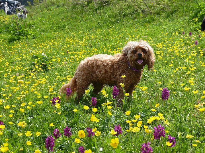 red_dog_alpine_meadow
