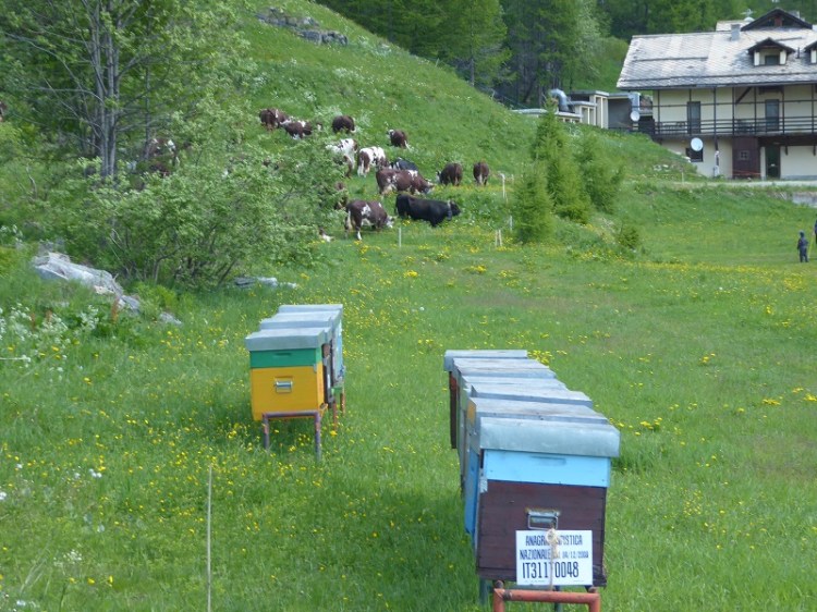 bee_hives_cows_behind