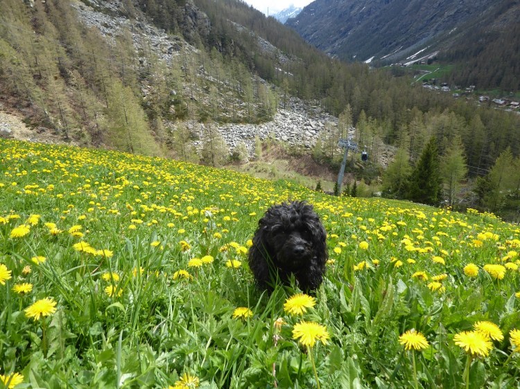 black_dog_yellow_flowers