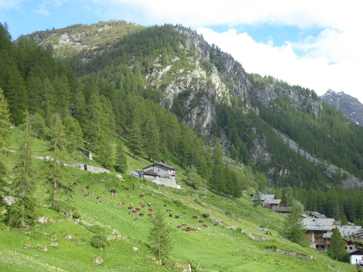 cows_alpine_grazing