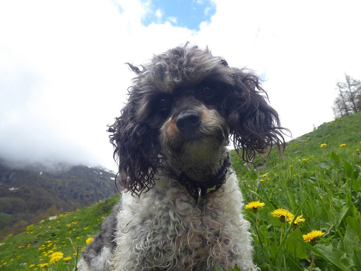 dog_looking_thoughtful