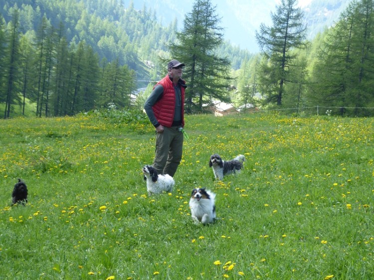 dogs_man_meadow