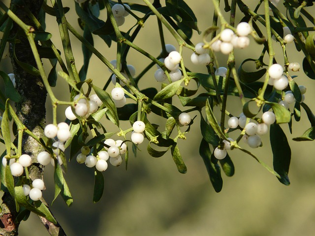 MISTLETOE