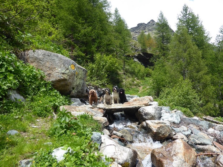 bettolina_four_dogs_stone_bridge